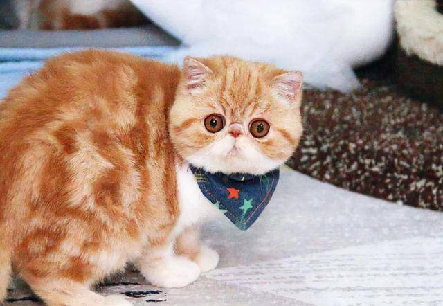 6种常见“宠物猫”的身价,你买贵了吗? 6种常见“宠物猫”的身价,你买贵了吗?