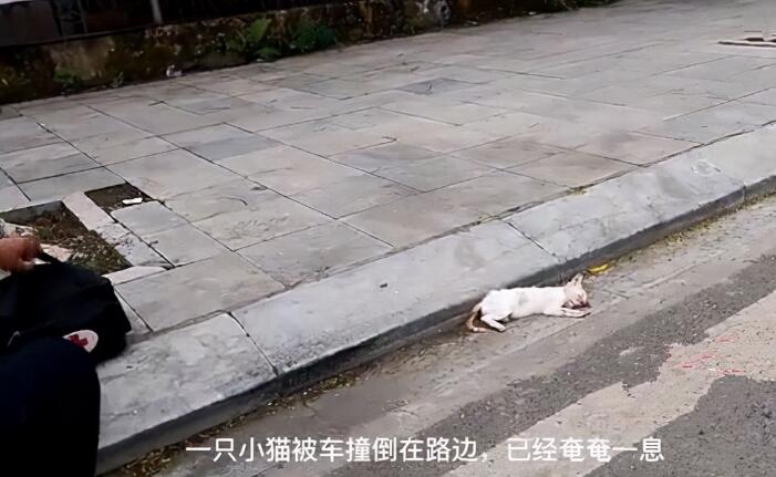 被撞到的小猫奄奄一息，幸好得到小伙帮助