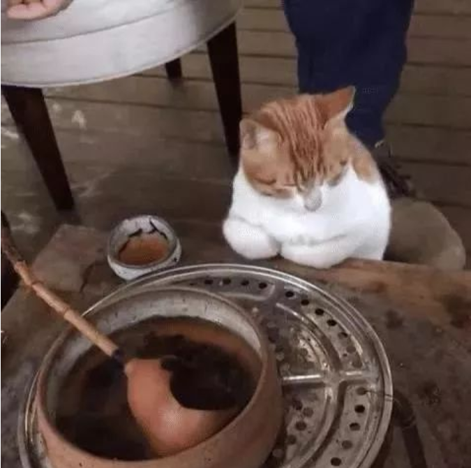 把橘猫交给爷爷奶奶带，过了三个月去接它