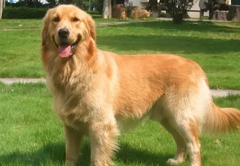 养只狗真的就这么难吗？致我逝去的金毛。