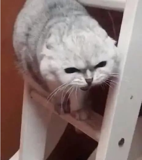 猫在朋友家待了两天,朋友:快回来吧,你家猫要发疯
