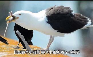 萌宠百科Show干嘛的? 不清楚的来这看看~ 萌宠百科Show干嘛的? 不清楚的来这看看~