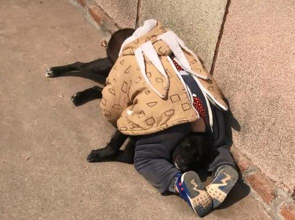 “2岁萌娃拿捏大黑狗视频”走红 “2岁萌娃拿捏大黑狗视频”走红