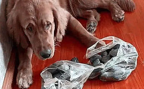 狗狗天天往家捡石头,大半个月一整理,看到这形状,笑了!