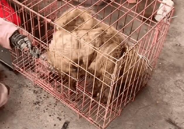 主人拆迁离去狗狗却被留下 主人拆迁离去狗狗却被留下