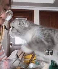 狗狗见到猫咪然后就用“黑帮式打招呼”，网友笑喷：这是有交易？
