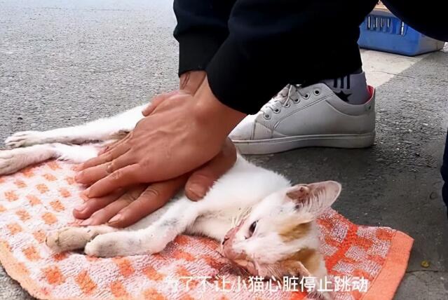 被撞到的小猫奄奄一息，幸好得到小伙帮助 
