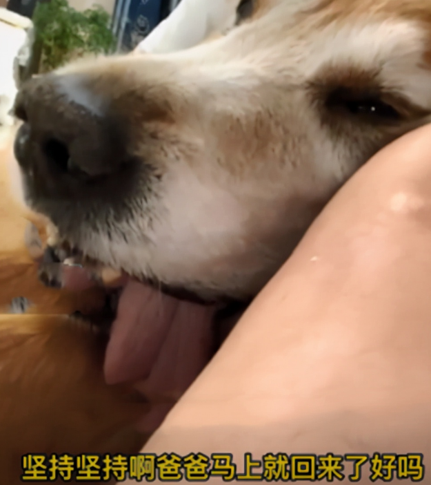 狗临终前，为了见主人最后一面痛苦强撑，汪：终于等到你了