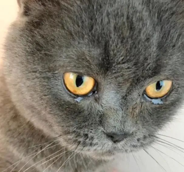 猫咪被困家中73天，独自顽强求生，再见主人时，它哭得泪流满面