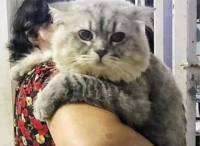 女子怕姥姥在家闷，给她买了只猫咪
