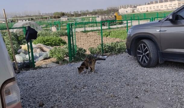 为了肚子里的小猫，流浪三花猫化身吃货