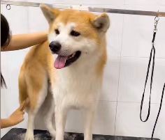 秋田NeMo狗会什么