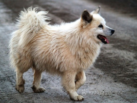 冰岛牧羊犬的生活习性