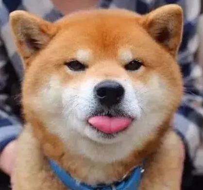 送给奶奶养的柴犬果然不同凡响