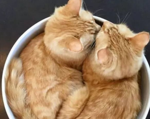 青梅竹马的猫咪很恩爱，可生了宝宝后，公猫：这日子没法过了