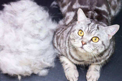千万不能让宠物猫“流浪”，原因有这几个
