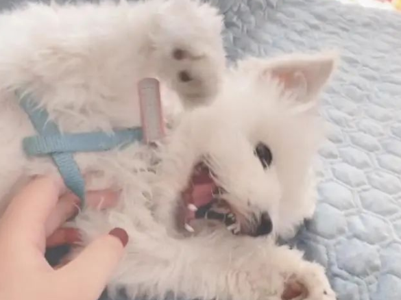刚领的结婚证,就被狗狗撕碎了