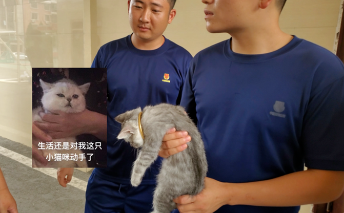 猫头被手镯卡住了，消防员却发出灵魂拷问：保猫还是保镯子？