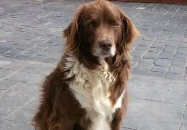 狗狗压力太大，趁主人不在家干出这事