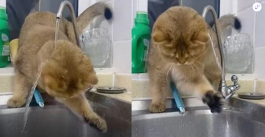 不解之谜！喵星人到底是洗头还是玩水？网友：猫咪的事情你少管！