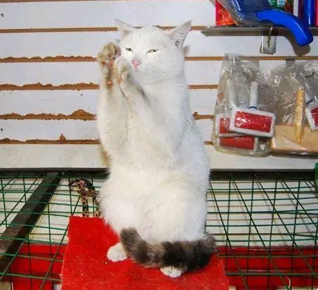 流浪猫见人就“拜拜”，店老板收养它招揽生意，好萌一只招财猫