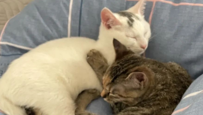 当你的猫咪有了感情…… 当你的猫咪有了感情……