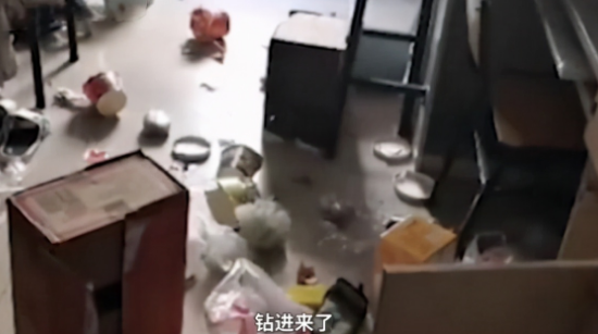 学生推开宿舍门愣在了，瞟了一眼舍友的床后：哪里来的小猫？