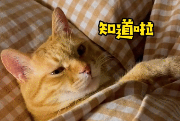 喝酒、美甲、过度摄入猫薄荷,“宠物网红”正在遭受伤害 喝酒、美甲、过度摄入猫薄荷,“宠物网红”正在遭受伤害