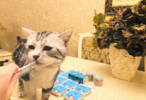 猫肚子越来越大，主人以为猫咪怀孕了带去医院检查