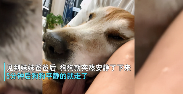 狗临终前，为了见主人最后一面痛苦强撑，汪：终于等到你了