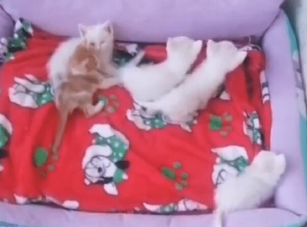 一窝6只可爱猫咪被抛弃,还好有好人收留 一窝6只可爱猫咪被抛弃,还好有好人收留