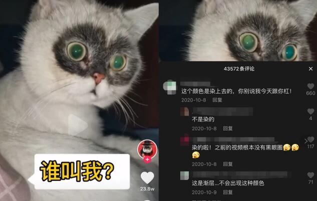 宠物盲盒被骂了,宠物们还被逼着“作戏”! 宠物盲盒被骂了,宠物们还被逼着“作戏”!