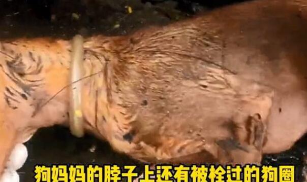 狗妈妈躺在臭水沟里一动不动，幼崽守护在旁边