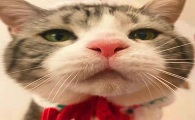 叮当猫的铲屎工是干什么的