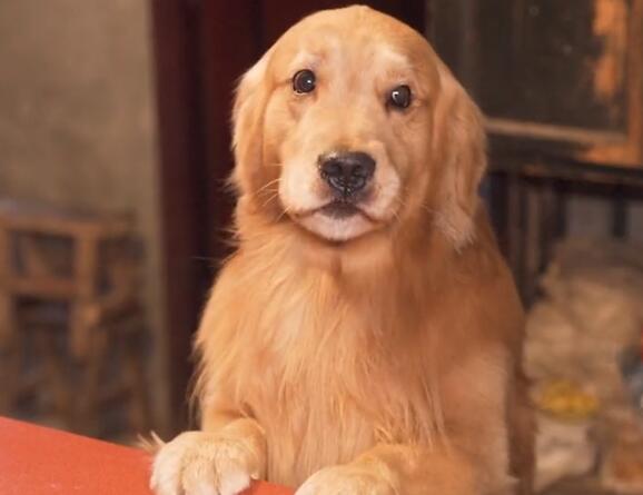 金毛路虎狗多少钱一只