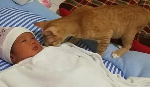 猫咪进婴儿房，怕宝宝会受到伤害，女子跟去舒了口气