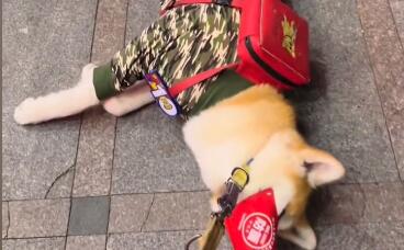 家有秋宝陈single狗会什么