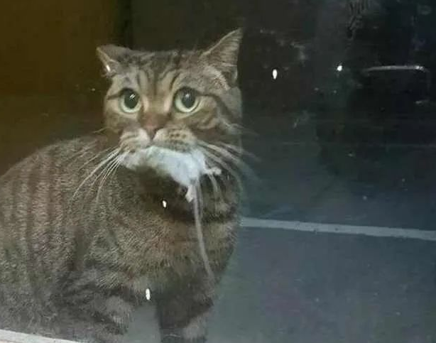 猫咪为了报答主人恩情,半夜叼东西回来