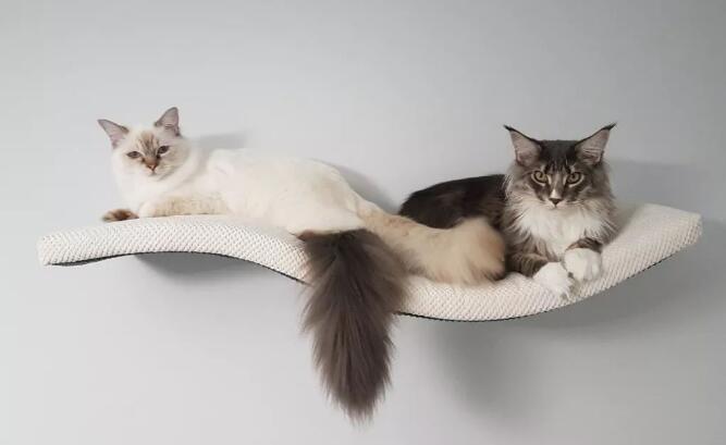猫咪内心的真实想法，你真的知道吗？