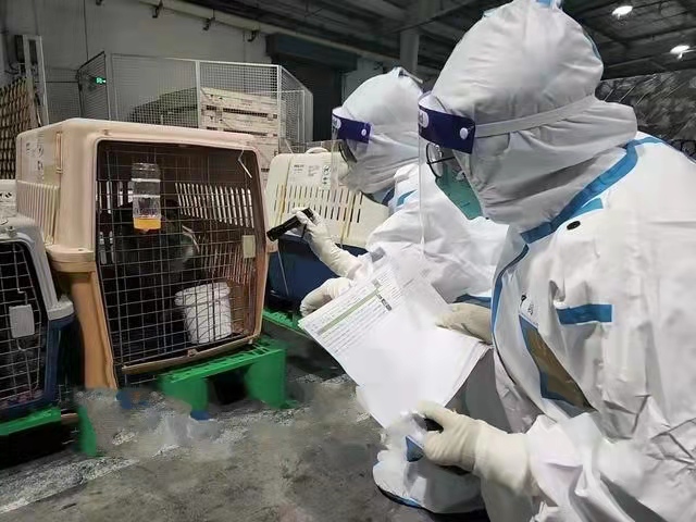 萌宠通关!福州长乐机场海关首次保障宠物出口 萌宠通关!福州长乐机场海关首次保障宠物出口