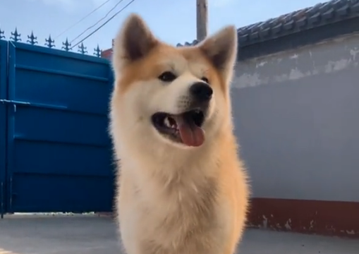 九子秋田犬有哪些狗
