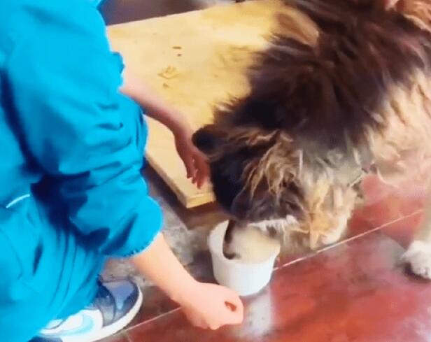 被主人抛弃的阿拉斯加犬，生命永远停在了3岁
