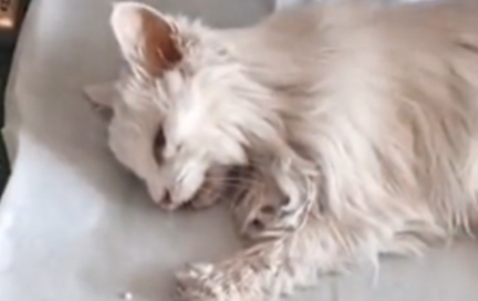 老人去世后猫咪不吃不喝,2天后随主人而去:我们永远在一起 老人去世后猫咪不吃不喝,2天后随主人而去:我们永远在一起