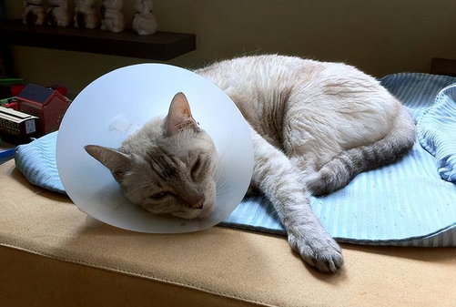 千万不能让宠物猫“流浪”，原因有这几个