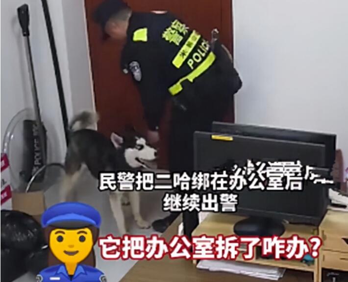 民警将二哈拴在办公室里出警去了，再回来不想说话了