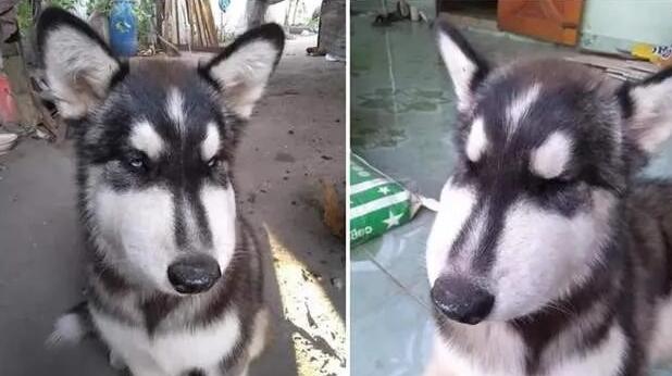 狗狗见到猫咪然后就用“黑帮式打招呼”，网友笑喷：这是有交易？