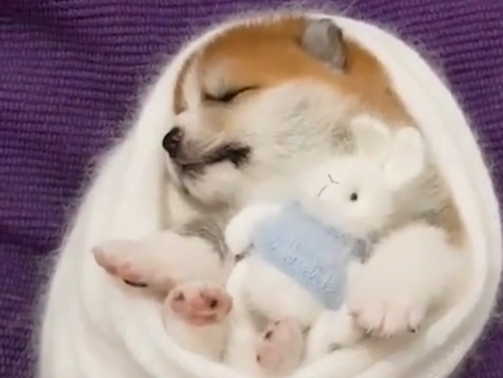 九子秋田犬多大了