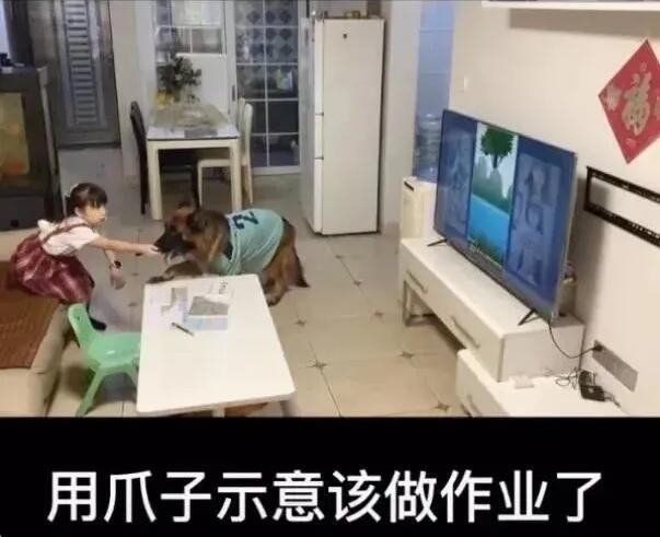 宠物网红:替人赚钱的工具猫狗 宠物网红:替人赚钱的工具猫狗