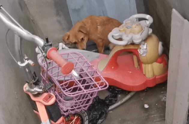 不知它在主人家有多绝望,脖子被勒烂的狗狗才会选择躲进陌生人家中 不知它在主人家有多绝望,脖子被勒烂的狗狗才会选择躲进陌生人家中