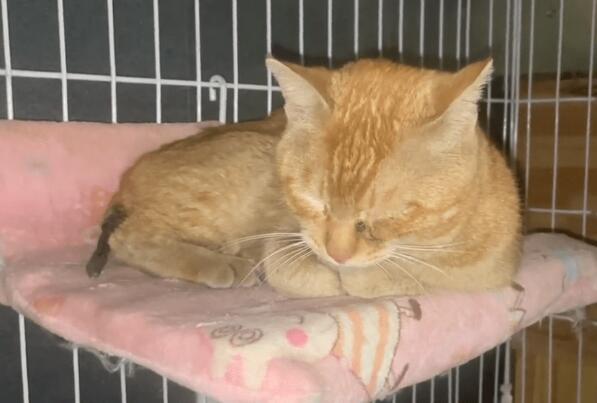 尾巴已经萎缩发黑的流浪猫，手术后不停发抖